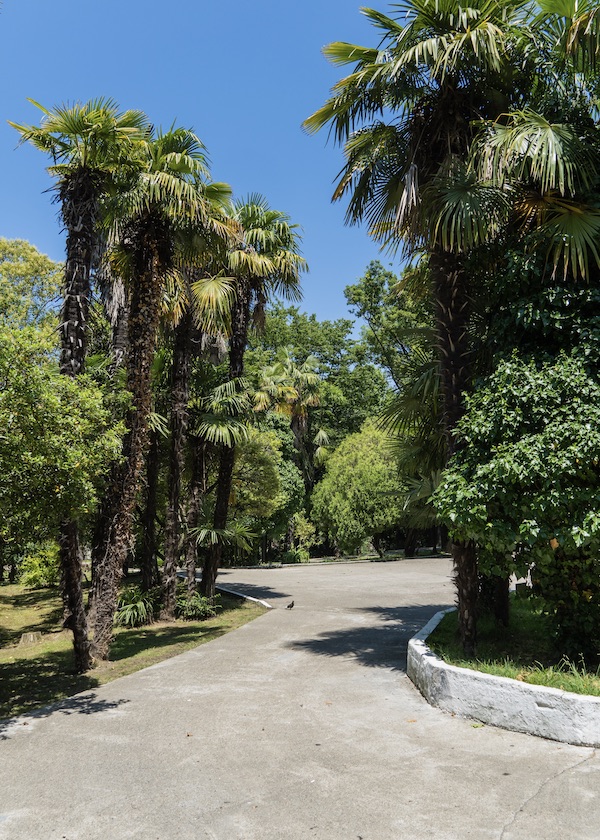 California Fan Palm
