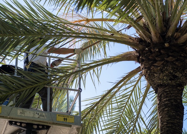 Tree Care Near Me