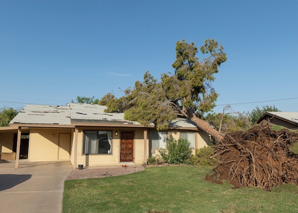 Tree Removal Near Me