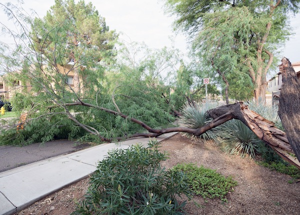 Tree Removal