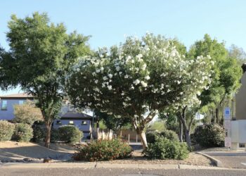 Tree Service Ahwatukee Az 350x250